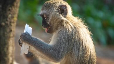 examine line behavior properly