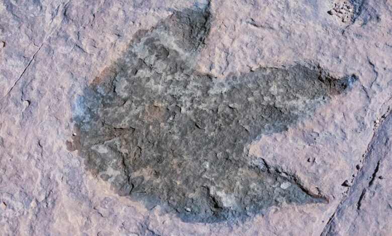 track phone number history