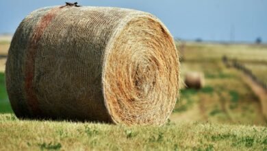 horizon core expansion node