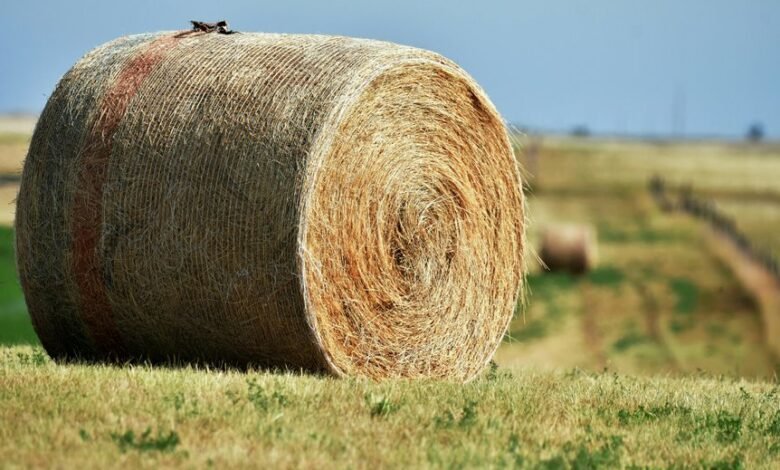 horizon core expansion node